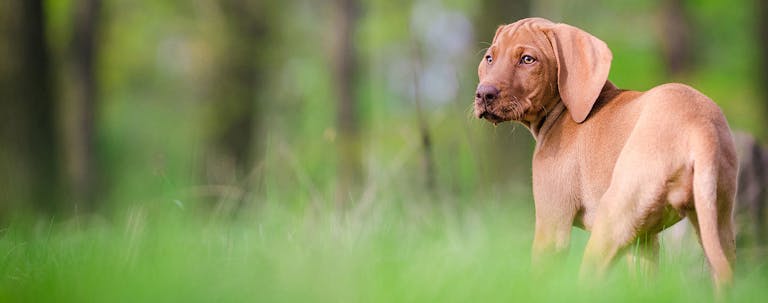 How to Train Vizsla Puppies to Hunt
